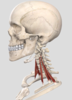기초해부학 사각근(Scalene muscle), 쉽게 공부하기 !