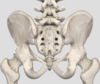 [트레이닝 칼럼] 기초해부학 천골 (Sacrum), 쉽게 공부하기!