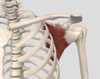 기초해부학 견갑하근(Subscapularis muscle), 쉽게 공부하기!