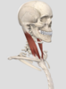 기초해부학 흉쇄유돌근(Sternocleidomastoid muscle), 쉽게공부하기!