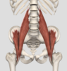 기초해부학 장요근 (iliopsoas muscle), 쉽게 공부하기!