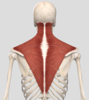 기초해부학 승모근(Trapezius), 쉽게공부하기!