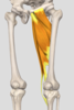 기초해부학 내전근(Adductor), 쉽게 공부하기!
